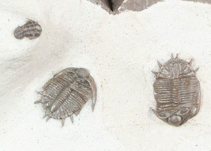 Two Basseiarges Trilobites With Cyphaspis - Jorf #46599